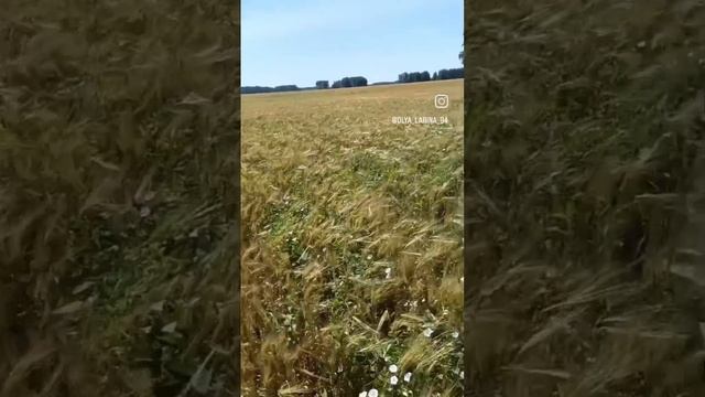 в поле каждый колосок