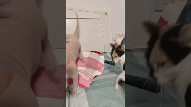 Дикий хищник охотится за курицей, не для слабонервных