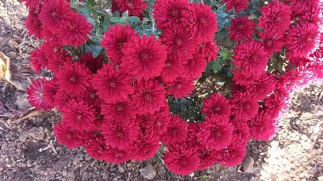 Хризантемы мультифлора