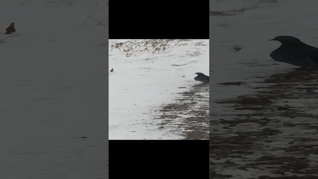 Голубочек не боится Эммуши // позирует//