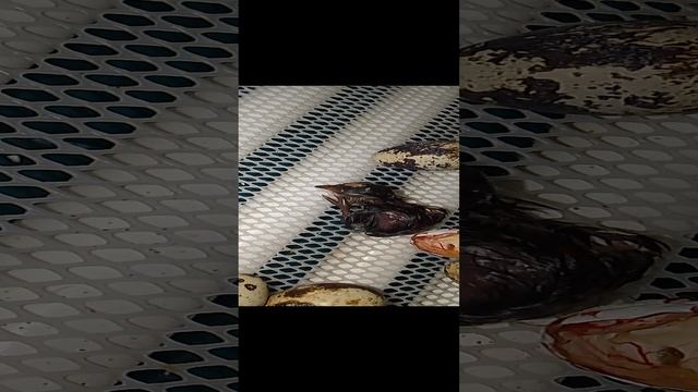 VID_20241117_215512.mp4
