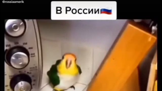 попугаи в России и Америке