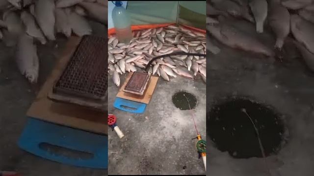 Бешеный клев чебака.