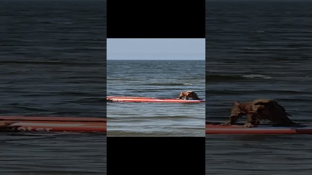 на САПе озеро Байкал июнь 2024г