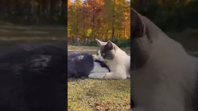 Брат за брата, так за основу взято 😎