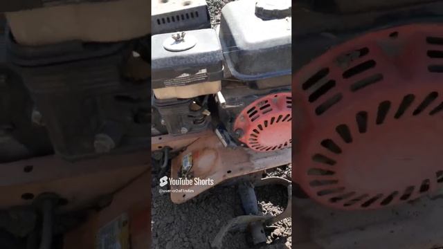 ТОЛЬКО МЫ КОНЕМ....Shorts