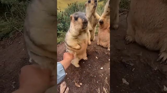 «Эй! Не трогай меня!» «Как грубо!»