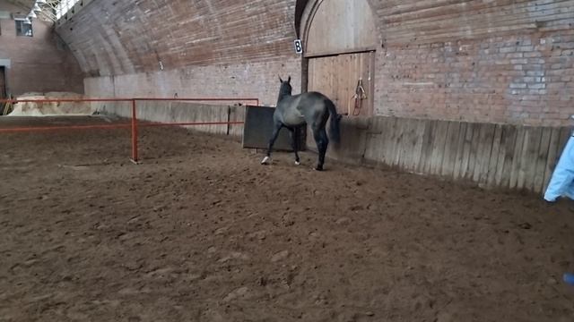 Продаётся ахалтекинский жеребец. Akhal-Teke horses for sale.  
https://akhaltekellc.com