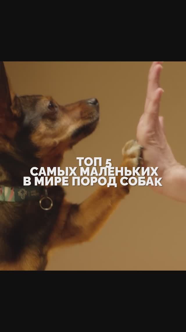 ТОП 5 самых маленьких пород собак в мире.