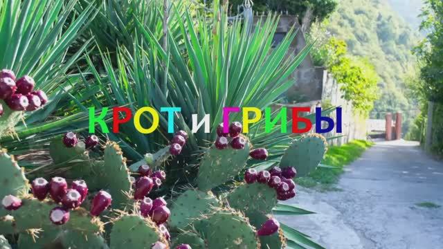 Крот и грибы