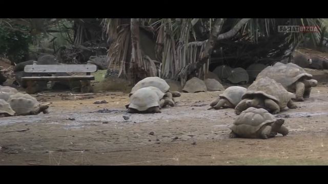 TOSHBAQALAR HAQIDA QIZIQARLI FAKTLAR