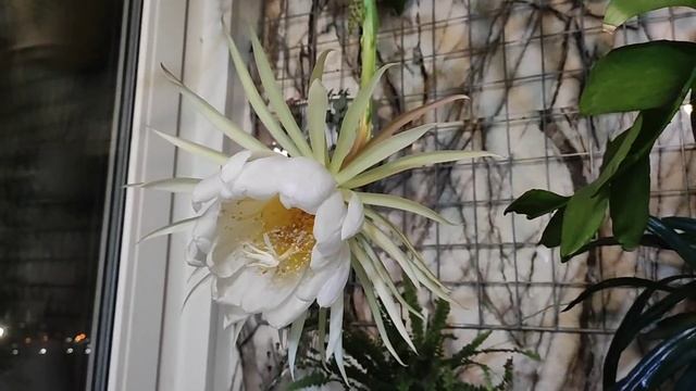 Epiphyllum chrysocardium