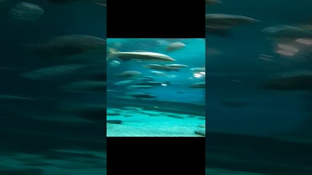 VID_20241116_115436.mp4