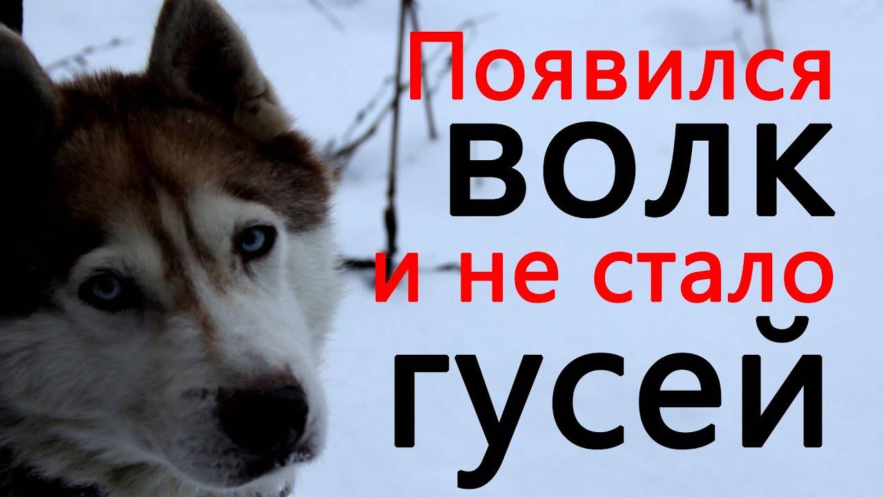 Появился волк и гусей не стало, выжили только курицы. Вторая машина сломалась.