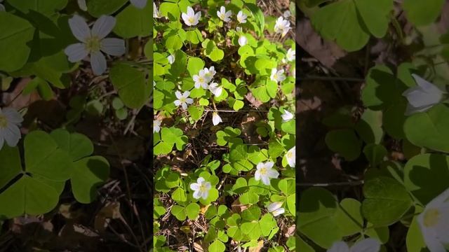 Слушай, как звучит майский лес ⬛ #весна2024 #май2024 #nature #природа #птицы