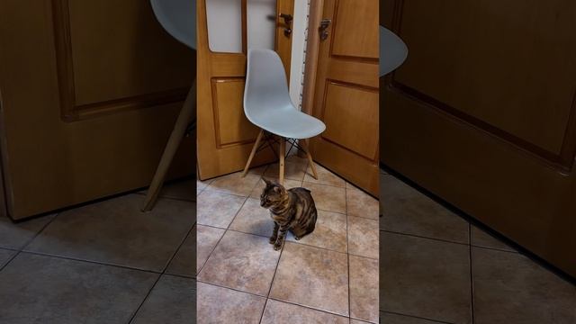 Игры с хвостом