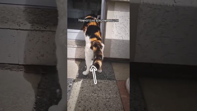 Мы в ВК https://vk.com/life_of_cats