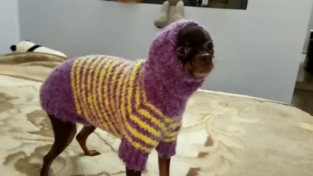 Свитер для Сфинкса, как на модели, DIY Sweater for the Sphinx