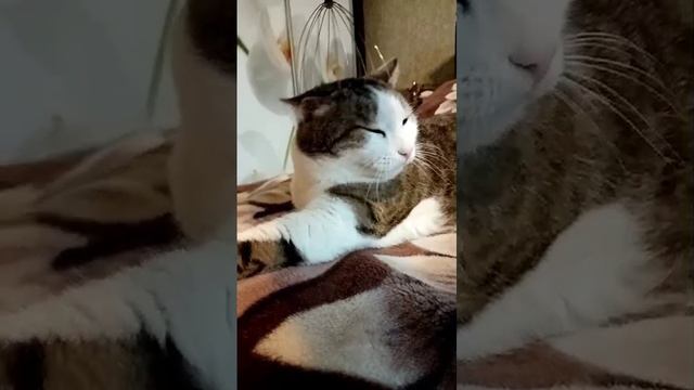 Кот обожает массаж