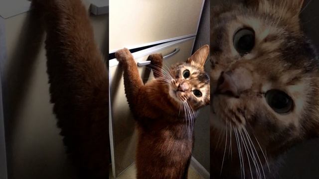 Сомали очень любознательны!