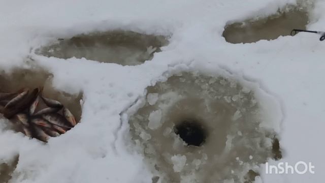 бешеный окунь или супер клёв 🎣