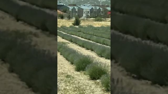Поля лаванды в Турции! #ландшафтныйдизайн