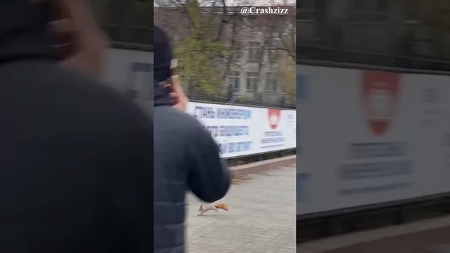 Белка переходит дорогу