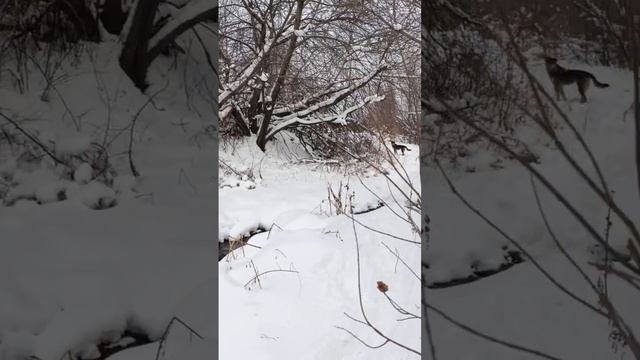 за медведем