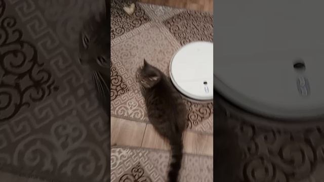 Кот и полесос😁😂😂😂😂конец убил мой тг https://t.me/kbdux
