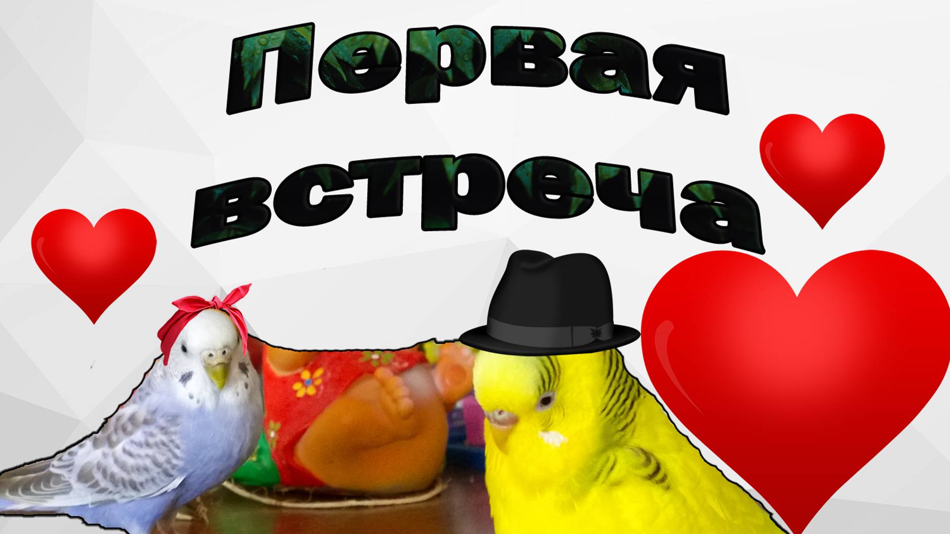 ПЕРВОЕ ЗНАКОМСТВО ВОЛНИСТЫХ ПОПУГАЕВ❣️ САМЕЦ ЖДАЛ 8 ЛЕТ ЭТОЙ ВСТРЕЧИ!
