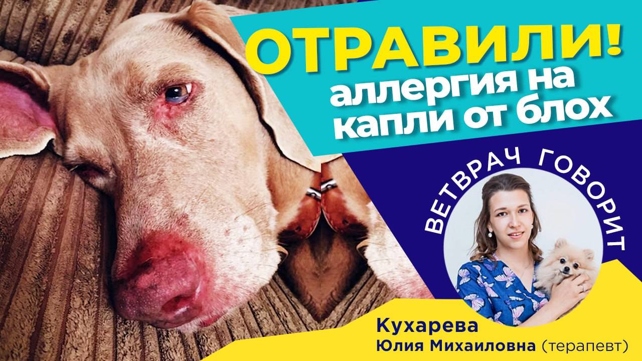 Отравили каплями от блох, что делать