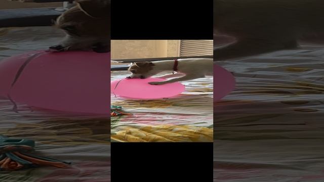 Рокси и шарик)