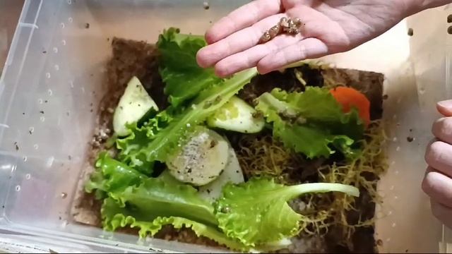 продаю улитят