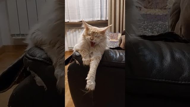 Трусливая собака