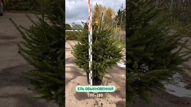 Новогодняя ель для вашего сада из питомника