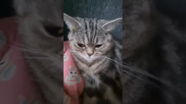 Наша любимая Иви сегодня задумчивая 😼