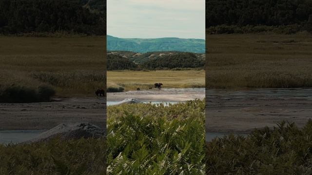 Камчатка. Медведи в Кальдере Узон.