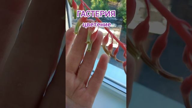 Гастерия.Секрет названия / Gasteria