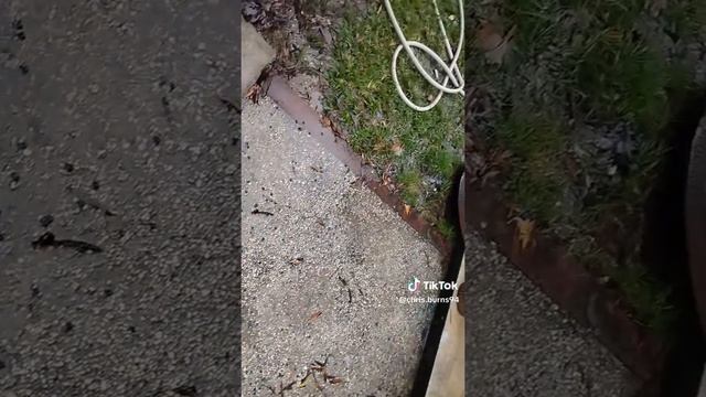 США — житель Теннесси озадачен синими гранулами выпавшими вместе с дождем