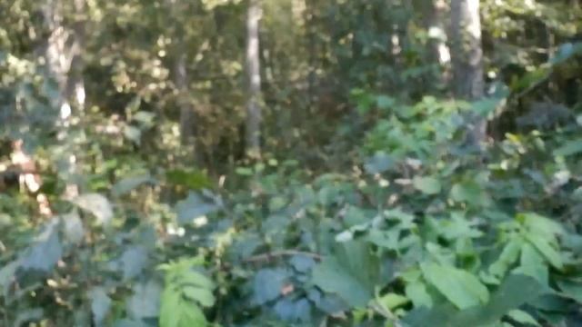 Помогаю Соседу в Строительстве - Расчищаю Кустарник - Едем к Соседу Олегу в Баньку - Осень 2021
