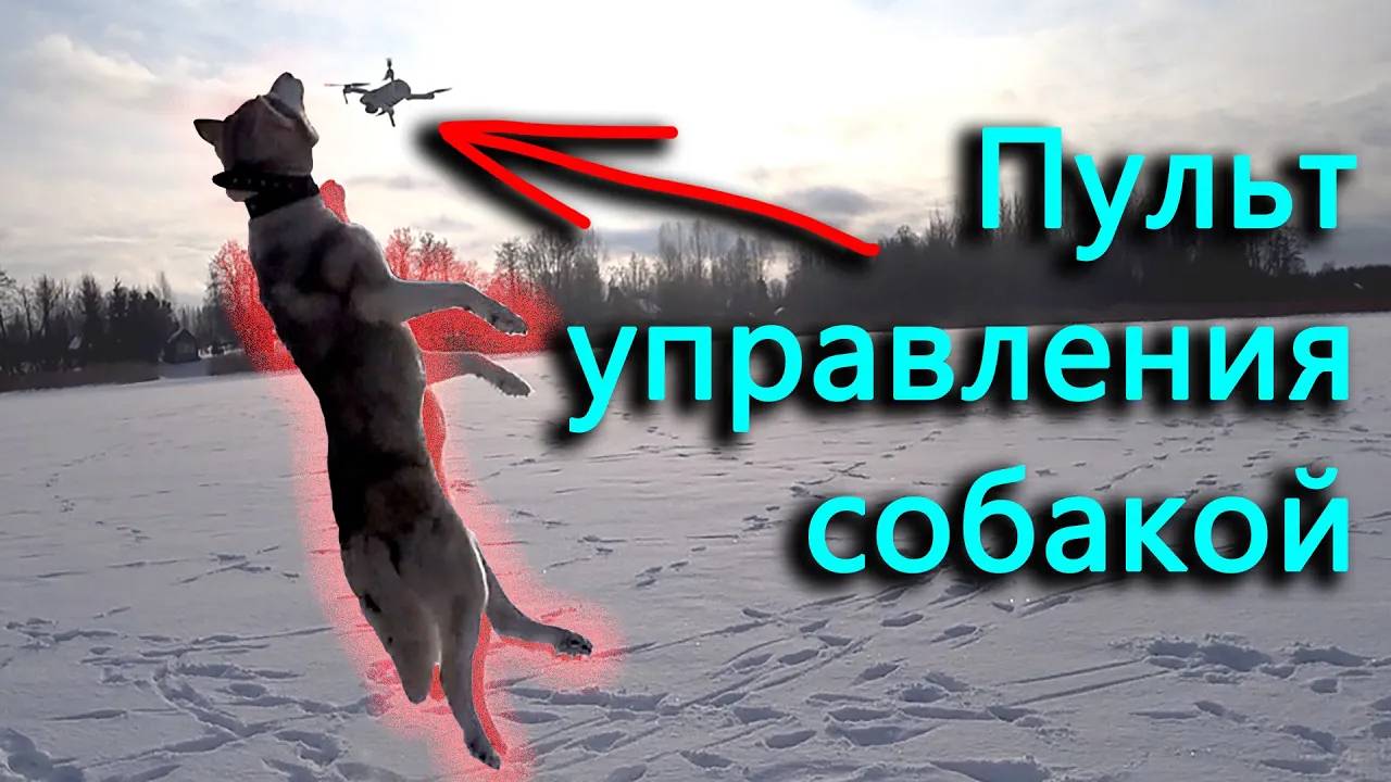 Полет на урочище не состоялся, потому что все сломалось. Найден пульт управления собакой.