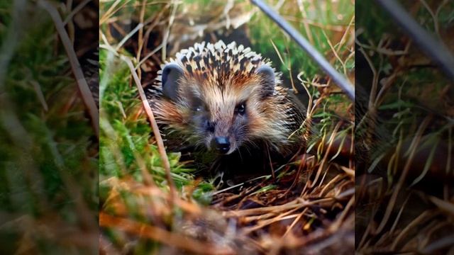 A friend for a hedgehog