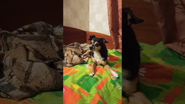 Диванный тунеядец  #shorts