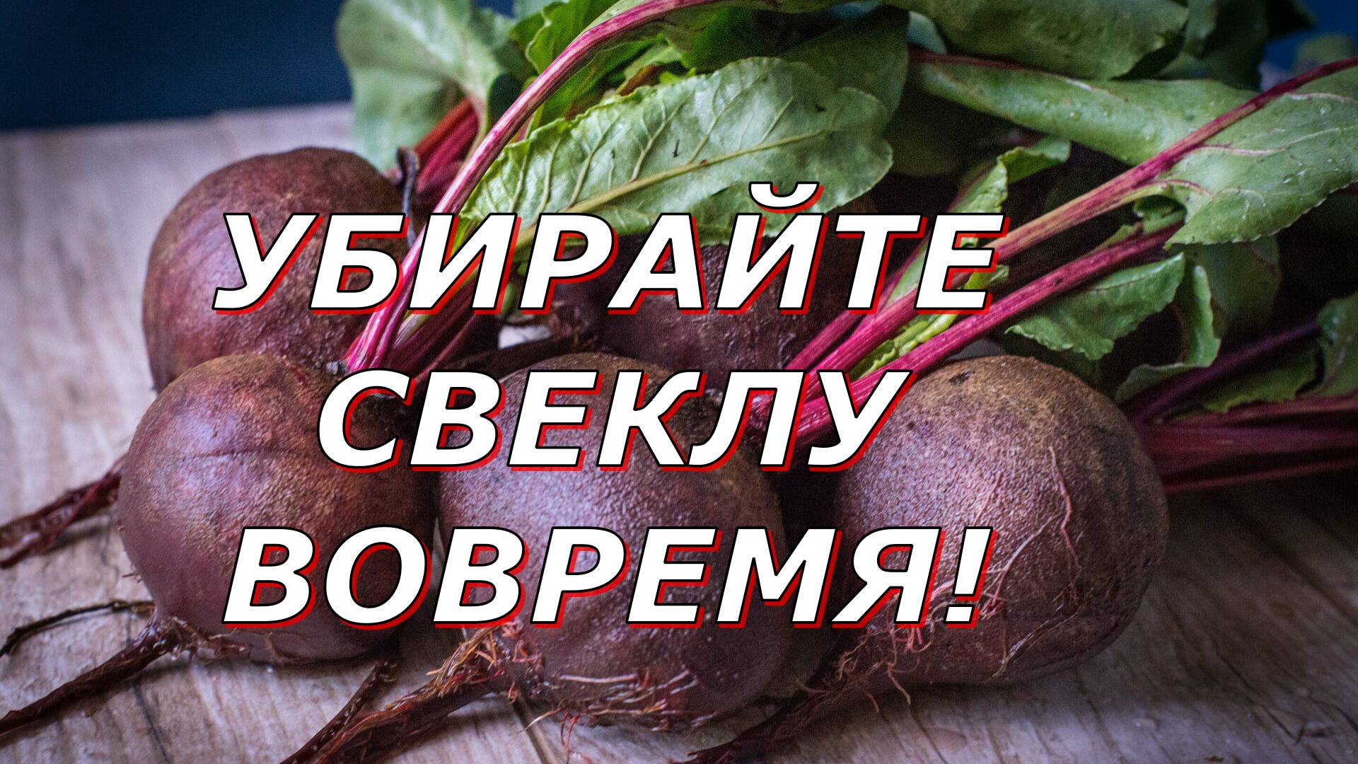 Когда убирать свеклу