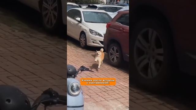 #shortsvideo  #какойхорошийдень  #юмор #топ