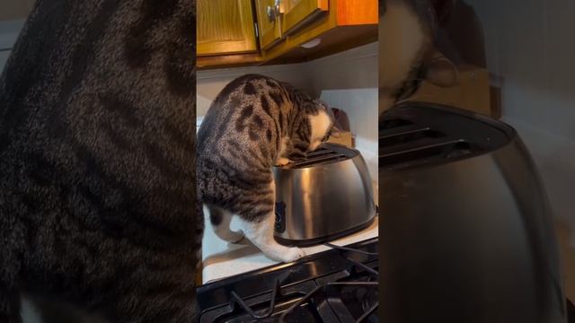 Не стоит ставить под сомнение охотничье чутьё вашего кота 😱
Без кота и жизнь не та