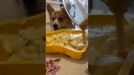 Секрет вкусной шарлотки #коржмарти #корги #животные #юмор #шарлотка #рецепты #corgi #dog #animals