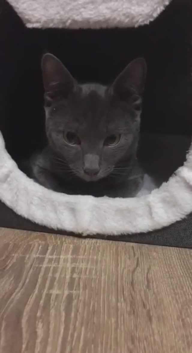 #серви #хвостатыесоседи #всемкота