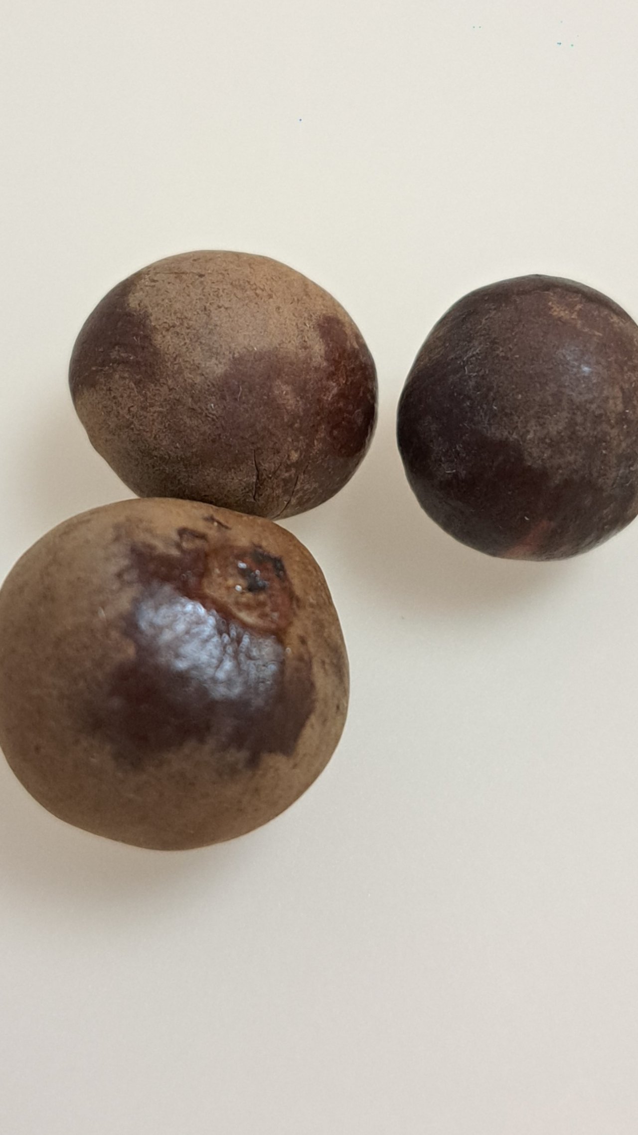 Вырастить чёрный чай из семян