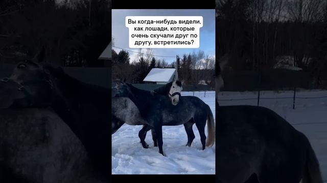 🥹Самая трогательная встреча!

Сразу видно, как они друг друга любят и как скучали.